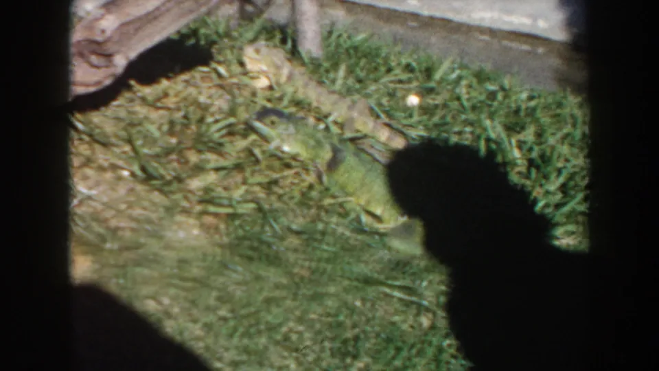 1960 Miami 8mm frame showing iguanas in a grassy enclosure with driftwood and the filmer's shadow crossing the foreground.
