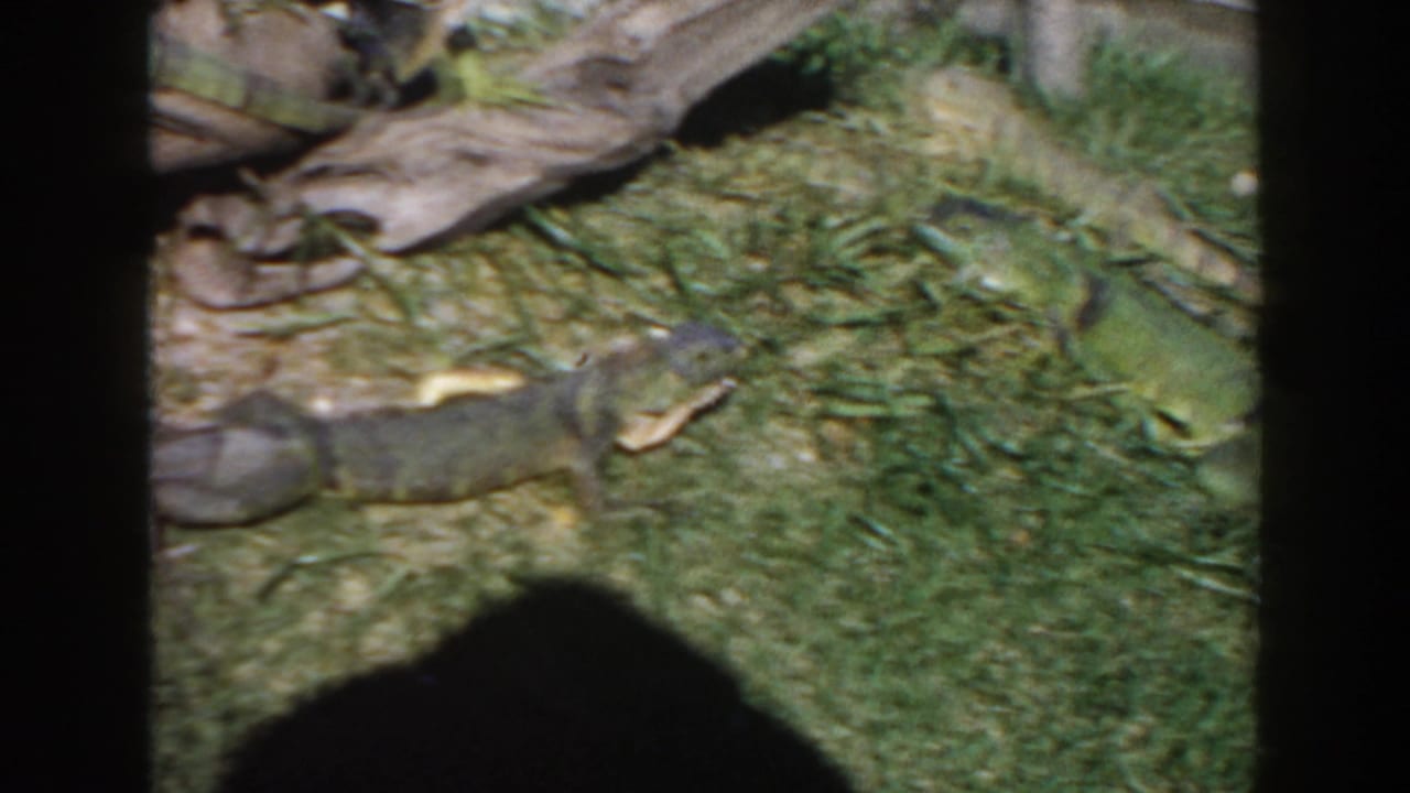 Iguana walking across grass near driftwood and enclosure debris.