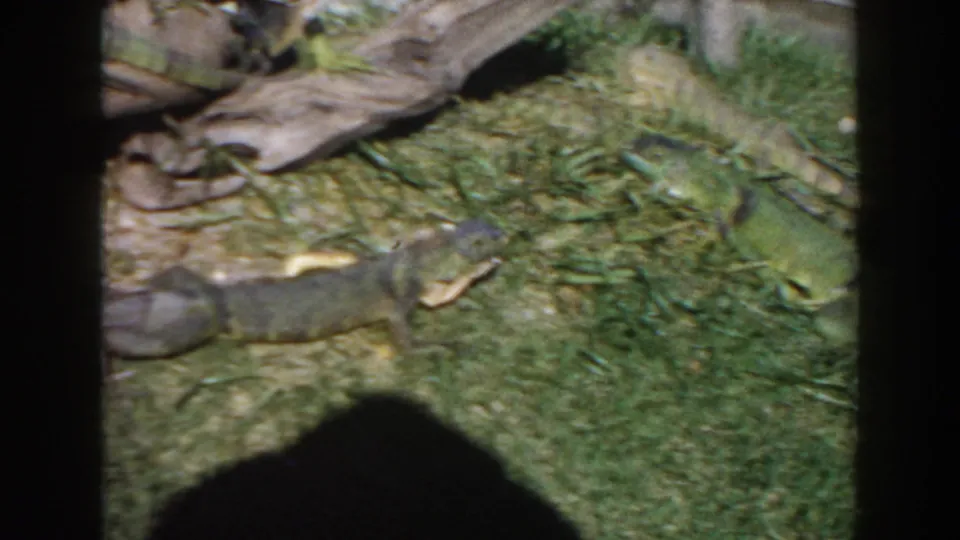 1960 Miami home-movie frame with a green iguana crossing a grassy enclosure beside driftwood and scattered leaves.