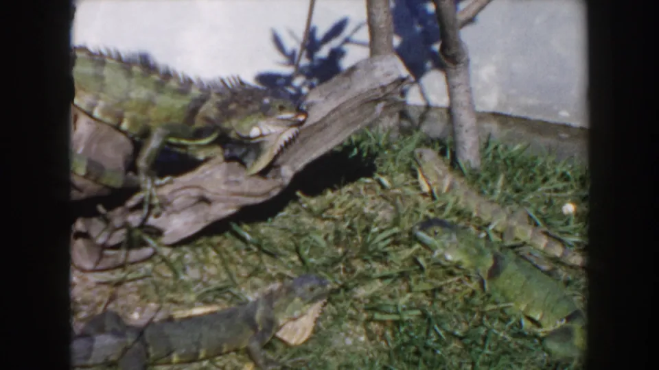 1960 Miami 8mm still showing a large green iguana climbing over driftwood while another iguana is partly visible in the foreground.