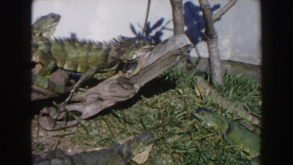1960 Miami home-movie frame of iguanas in a grassy enclosure, one perched on driftwood and another lower in the frame.