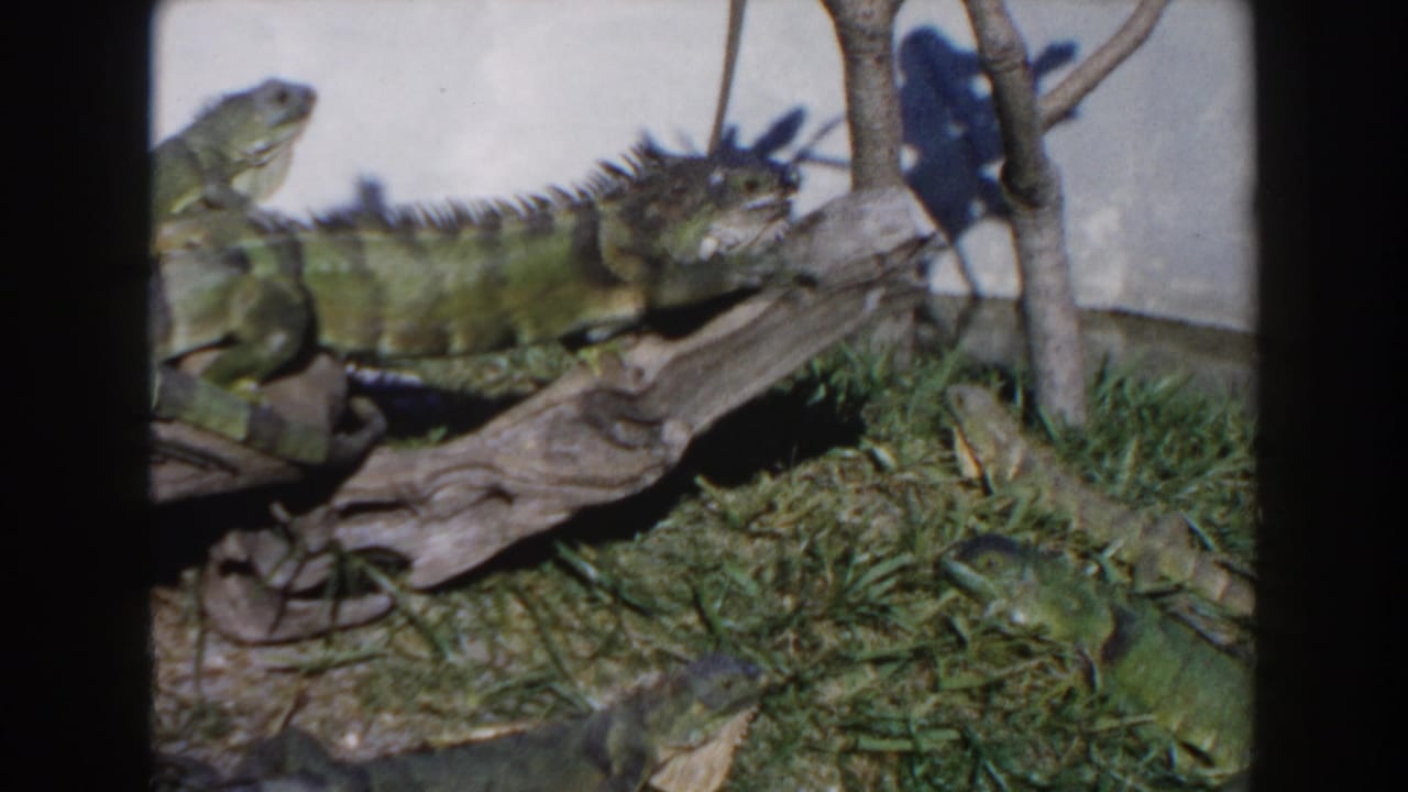 Green iguanas resting on a log in a recreated habitat.