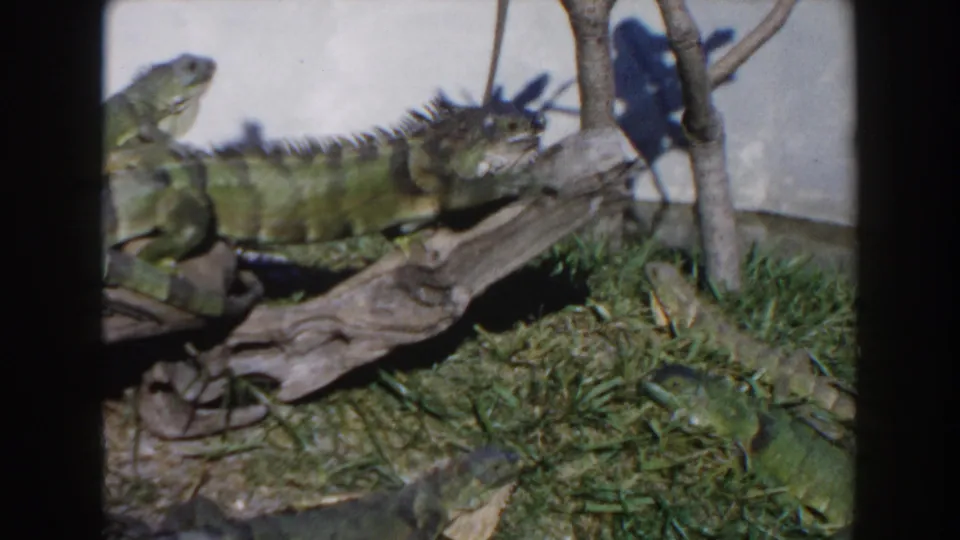 Green iguanas rest on branches and grass-like ground cover in a Miami zoo habitat filmed on 8mm in 1960.