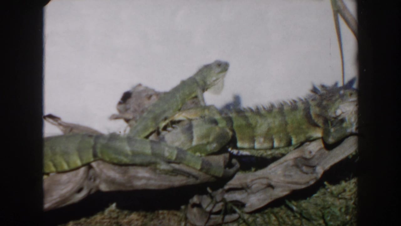 Several iguanas stretched across branches in a habitat enclosure.