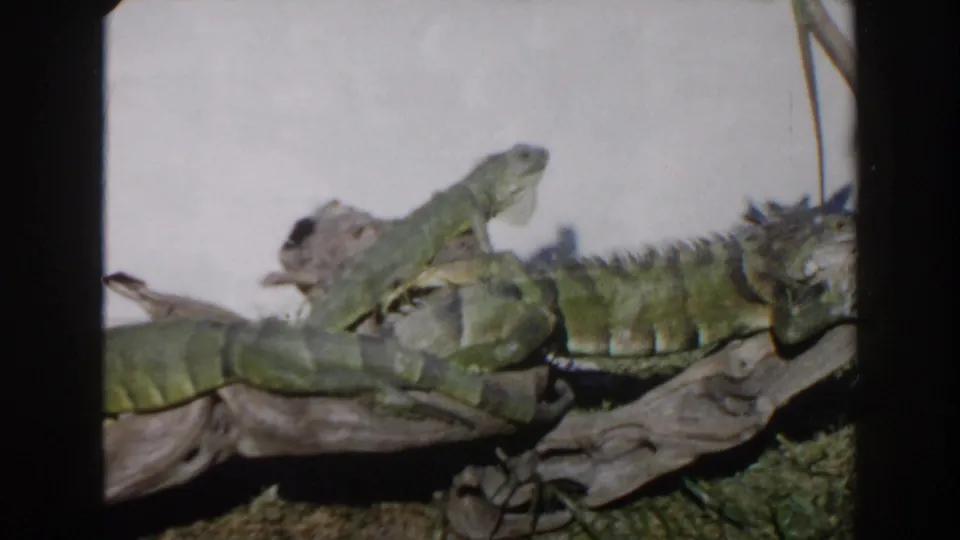 Multiple green iguanas lie across logs and branches in the 1960 Miami zoo home-movie footage.