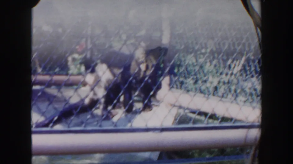 A small monkey appears behind chain-link fencing and a metal rail in the Miami zoo footage from 1960.