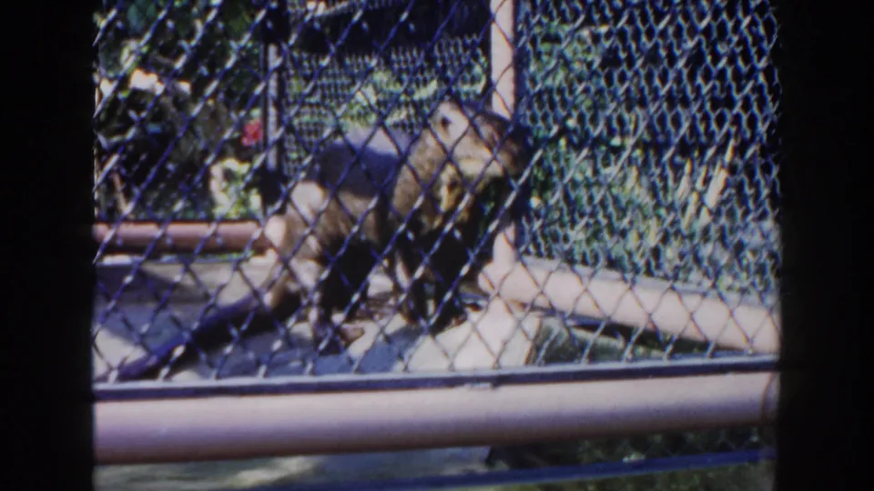 A small monkey sits behind chain-link fencing in an outdoor zoo enclosure in the 1960 Miami home movie.