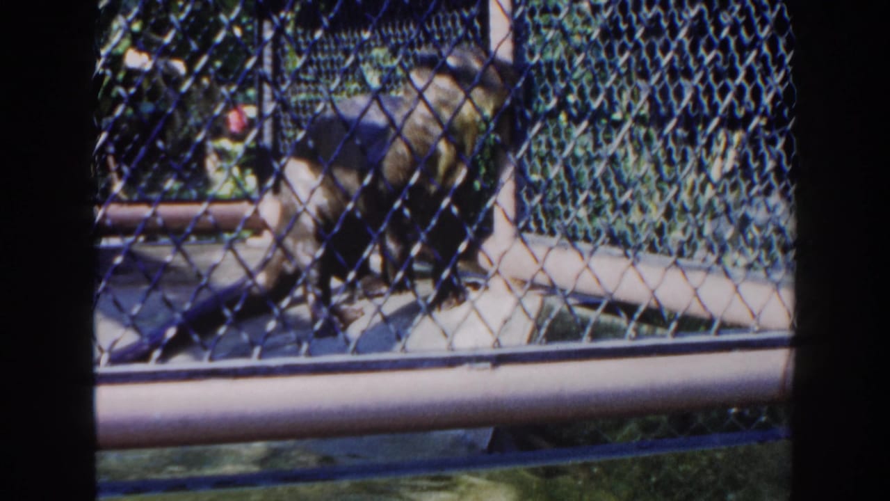 A young primate moves behind chain-link fencing in a Miami zoo or park enclosure, supported by the 1960 clip metadata.