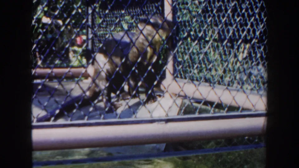 A young primate moves behind chain-link fencing in a Miami zoo or park enclosure, supported by the 1960 clip metadata.