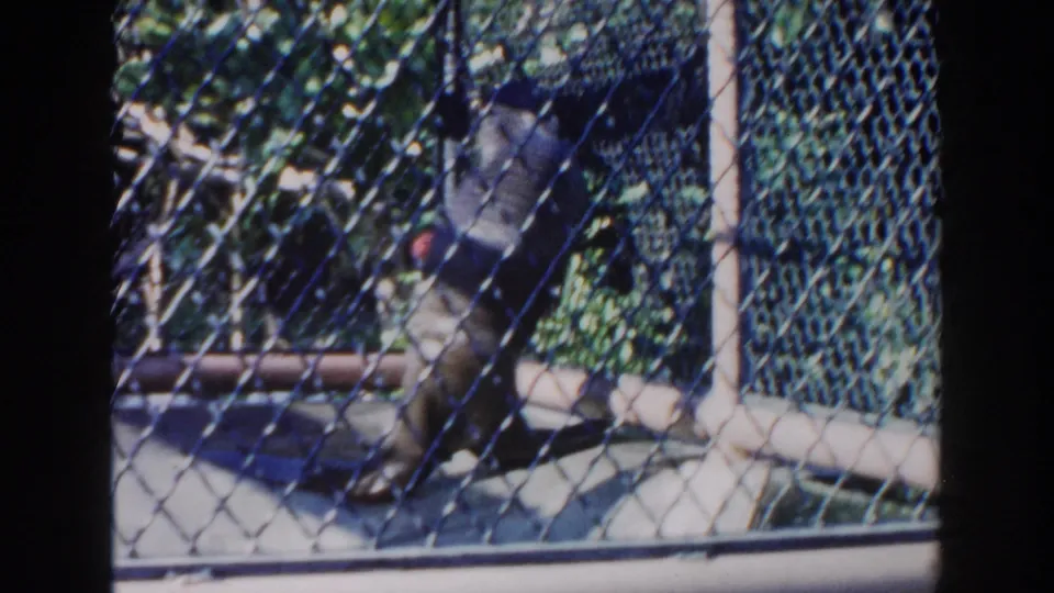 A dark-furred primate appears close to the chain-link fence inside a Miami zoo or park enclosure, with foliage behind it.
