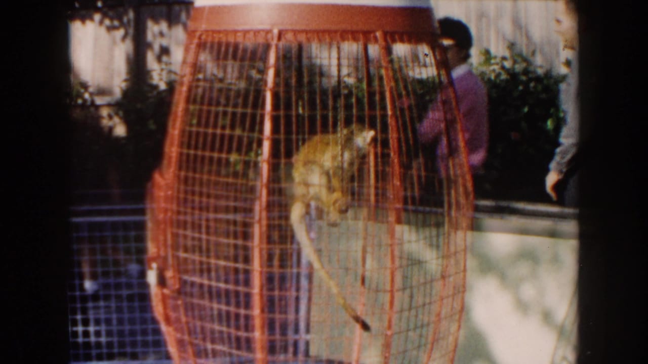 1960 Miami 8mm frame showing a small monkey perched inside a red wire cage while a person stands partly obscured behind it.