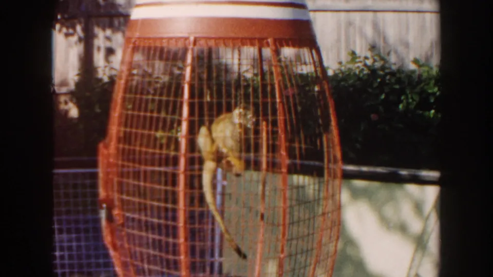 1960 Miami 8mm frame with the monkey crouched on a perch inside a red cage, with greenery and fencing behind it.