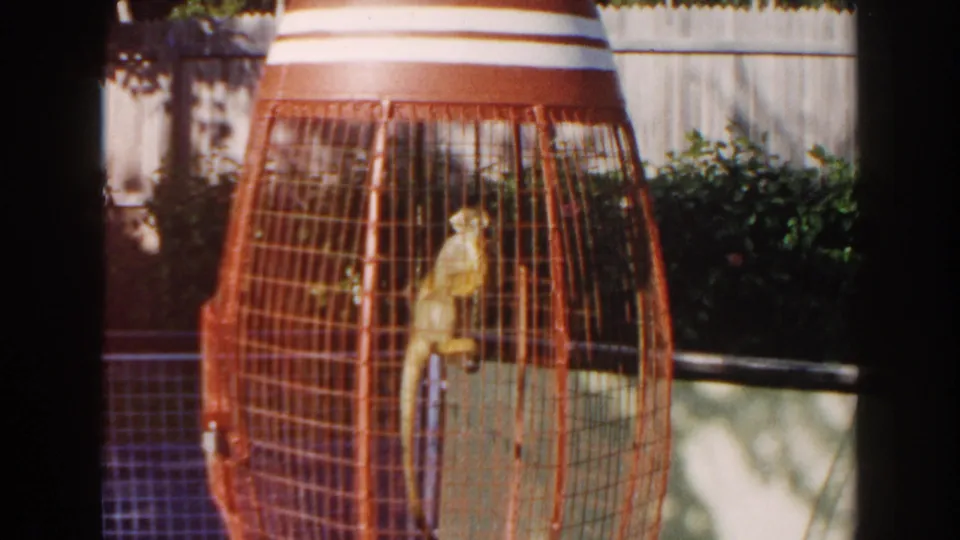 1960 Miami 8mm frame showing the monkey upright on a perch inside the red cage, with shrubs and fencing in the background.