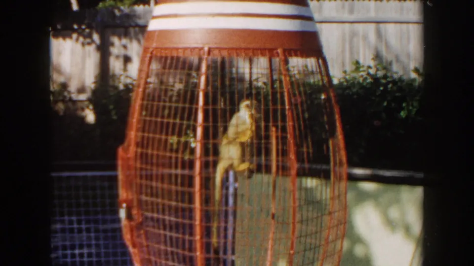 1960 Miami 8mm frame of a small monkey facing forward from a perch inside a red cage, with foliage and fencing behind.