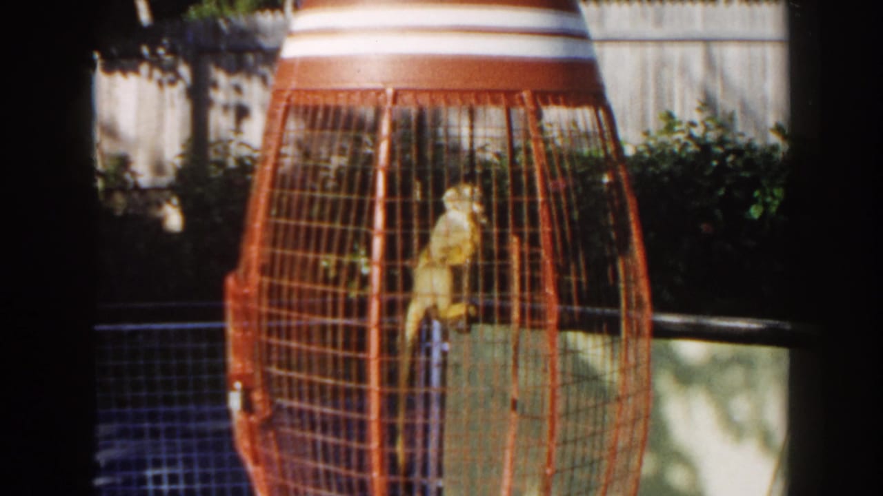 Small monkey sitting inside a large orange wire cage outdoors.