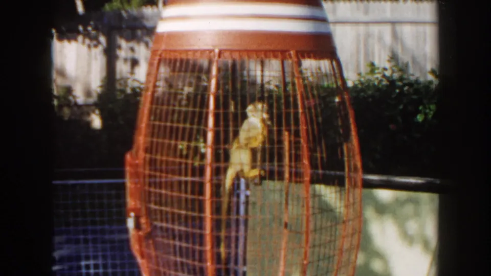 Small monkey inside an orange wire cage in 1960 Miami home-movie footage, with greenery and a light fence behind it.