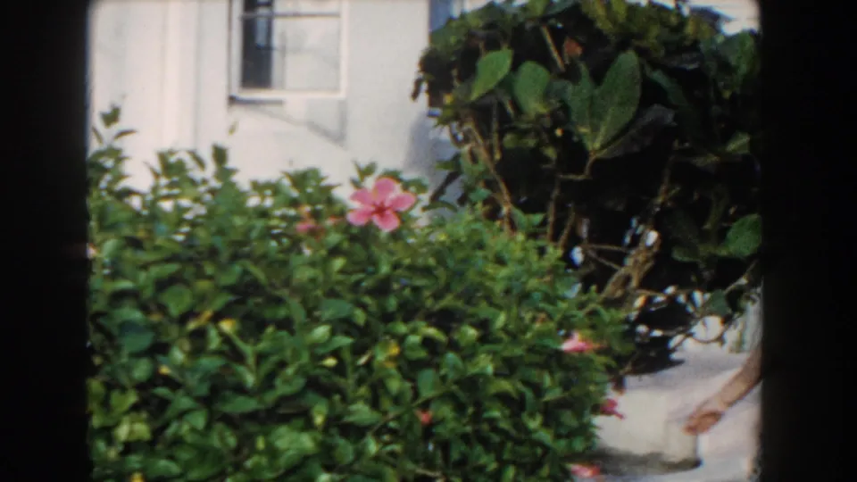 A pink hibiscus blooms among green tropical shrubs near a white stucco house in the Miami garden scene.