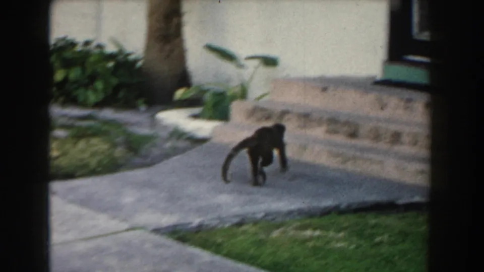 In 1960 Miami home-movie footage, a small monkey runs along a walkway outside a white stucco building.