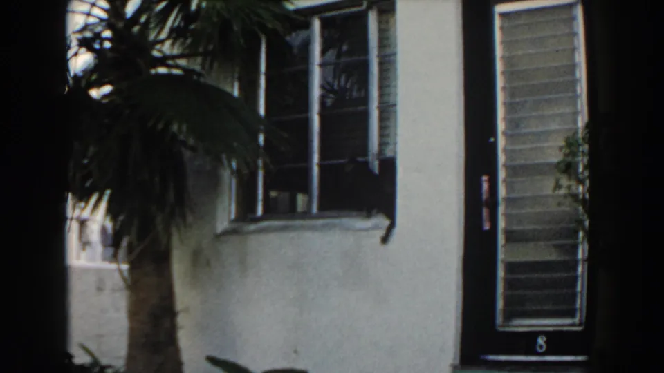 A palm tree partly obscures a barred window and dark doorway on the 1960 Miami stucco building exterior.