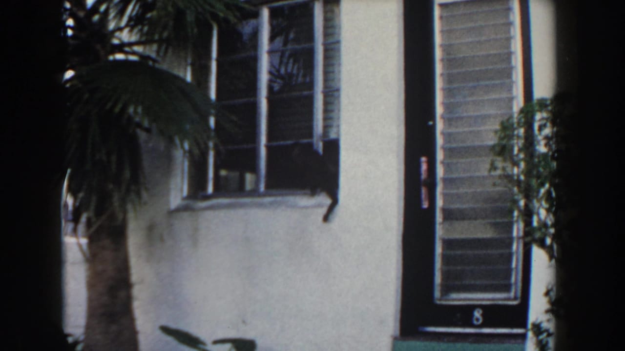 White stucco house with palm trunk, black door marked 8, and a dark cat at the window.