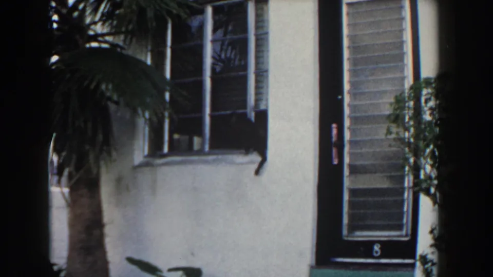 1960 Miami home-movie frame of a white stucco house, palm trunk, black door marked 8, and a dark cat on the window sill.