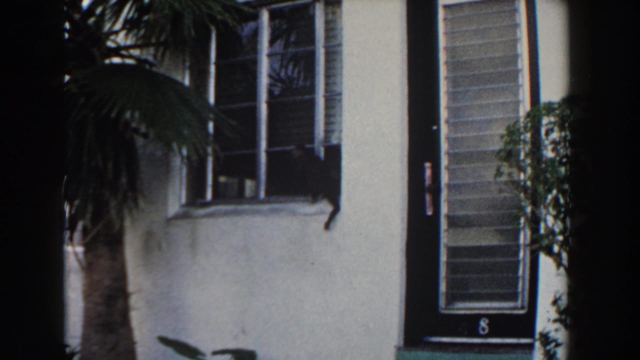 White stucco house exterior with palm fronds, black door, window, and dark cat on the sill.