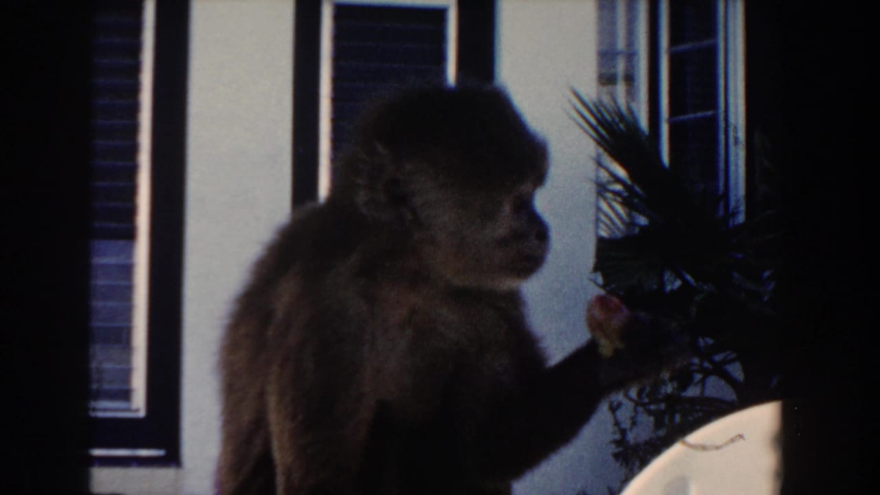 Small monkey beside shuttered windows and a potted palm.