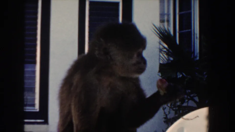 Small monkey in 1960 Miami home-movie footage sits near shuttered windows and a potted palm outside a house.