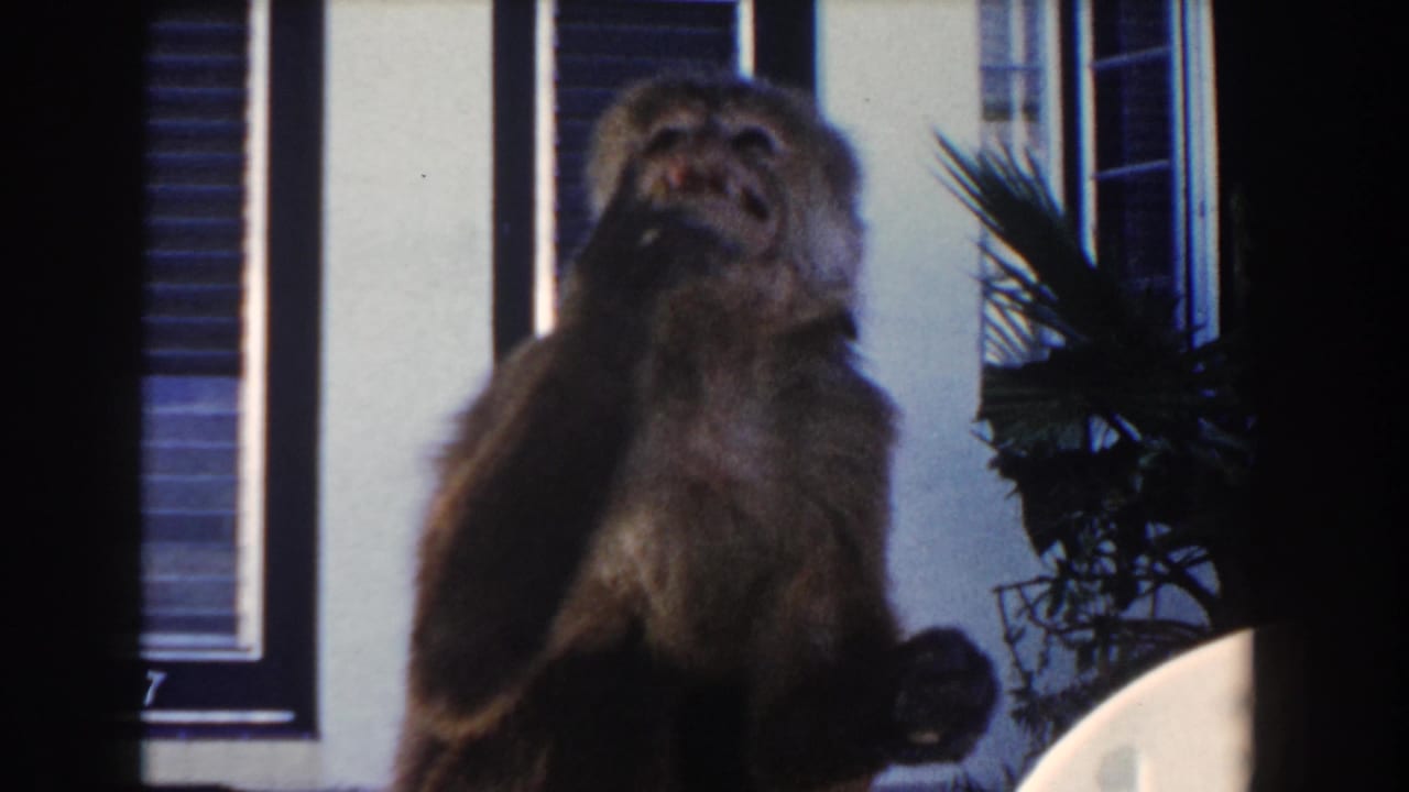 Monkey facing upward near a house exterior and palm plant.