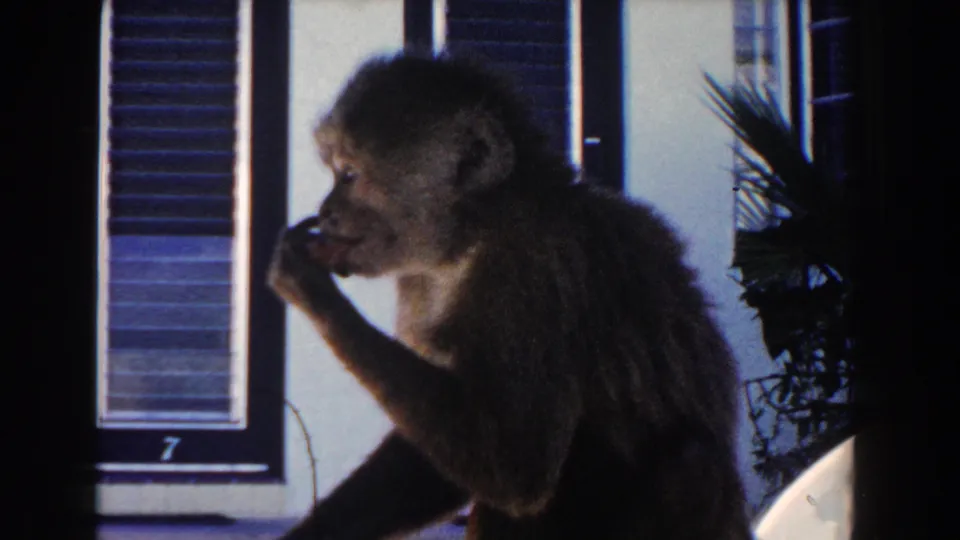 Small monkey in 1960 Miami footage appears to lick food from its fingers near shuttered windows and palm leaves.