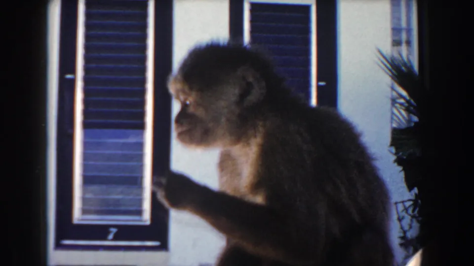 Small monkey in profile holds food or its hand near a shuttered Miami house exterior with a potted palm nearby.