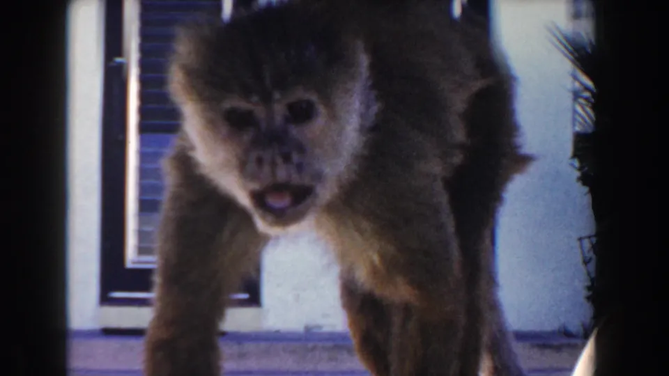 Close 1960 Miami 8mm frame of a small monkey leaning toward the camera on a residential patio with shuttered windows behind it.