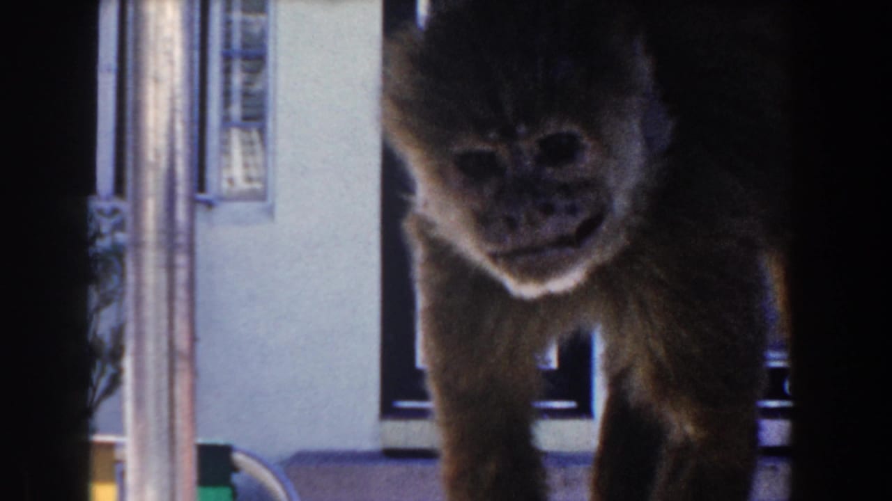 Monkey facing forward near a patio window and dark vertical post.