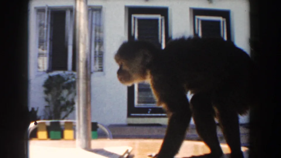 Profile view of the monkey moving across a 1960 Miami residential patio, with shuttered windows and potted plants in the background.
