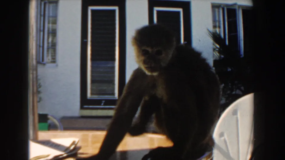 Small monkey sits on a Miami patio near the edge of a white chair, with a white wall and dark shuttered windows behind it.