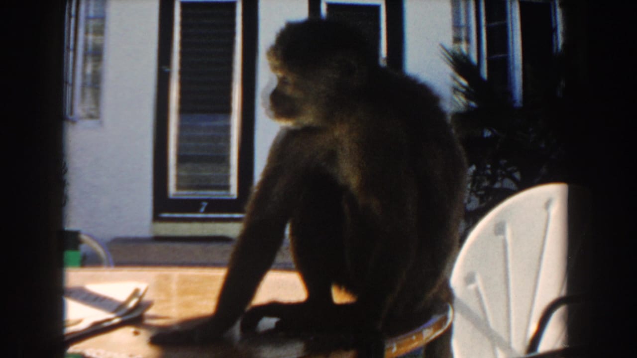 Monkey seated on a patio table in front of shuttered windows and a white chair.