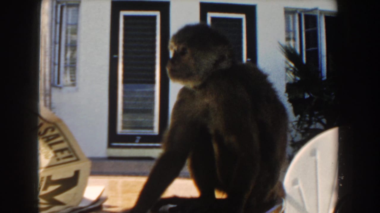 Monkey turns on a patio table near a newspaper page and white chair.