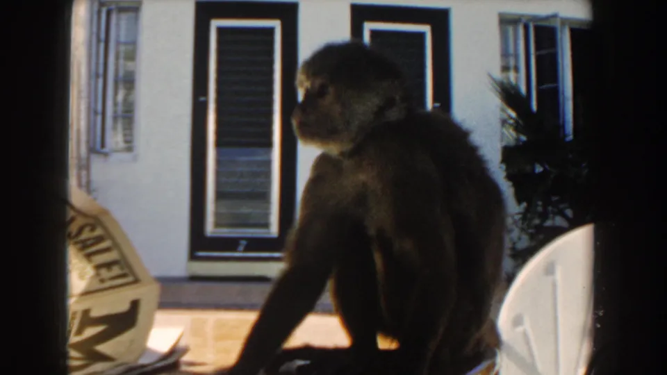 The monkey turns its head on a Miami patio table, with a newspaper page, white chair, and shuttered windows behind it.