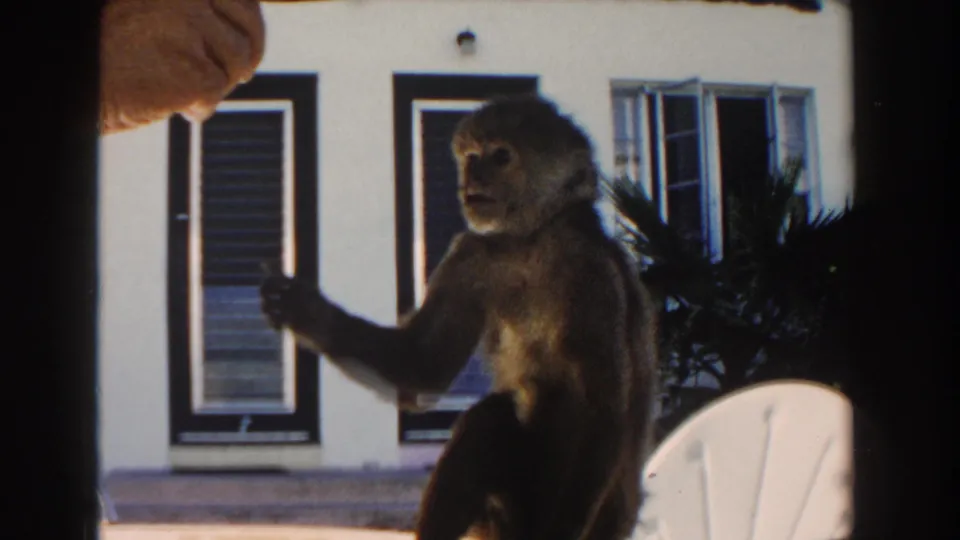 The monkey reaches from the patio table while a partial human hand appears near the edge of the 1960 Miami home-movie frame.