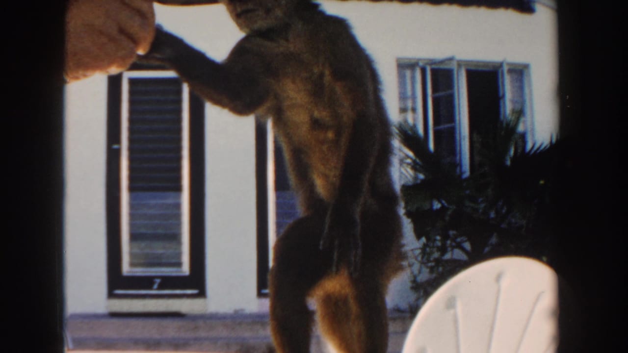 1960 Miami home-movie frame of a small monkey reaching up to take food from a person’s hand on a patio.