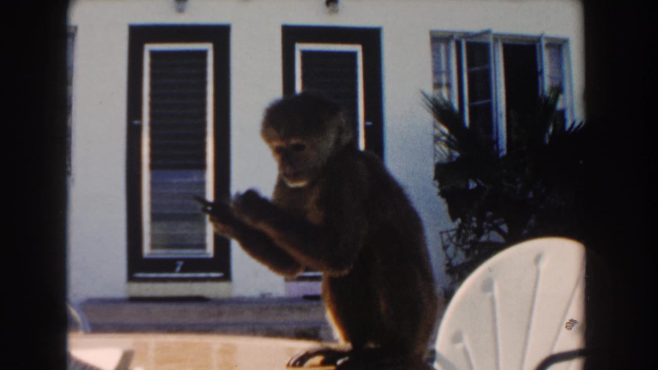 Monkey sitting on a patio and holding food near a white chair.