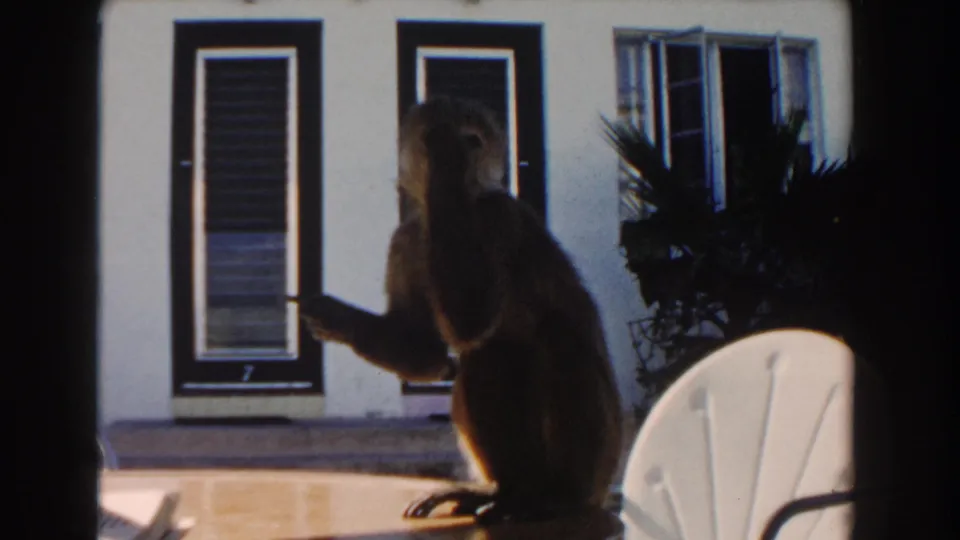 1960 Miami home-movie frame of the monkey seated in profile on a sunny patio with dark shutters and a white chair nearby.