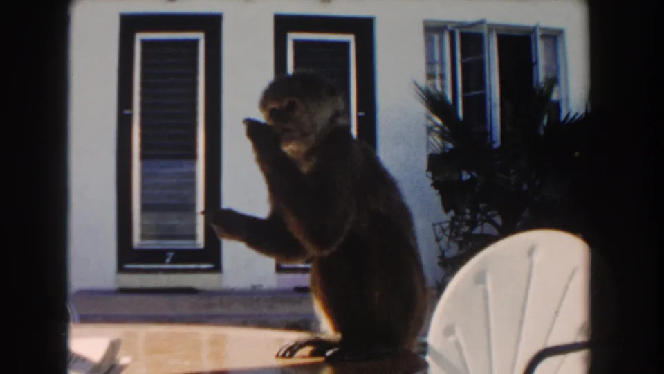 1960 Miami home-movie frame showing the monkey upright and eating beside a white patio chair and shuttered building.