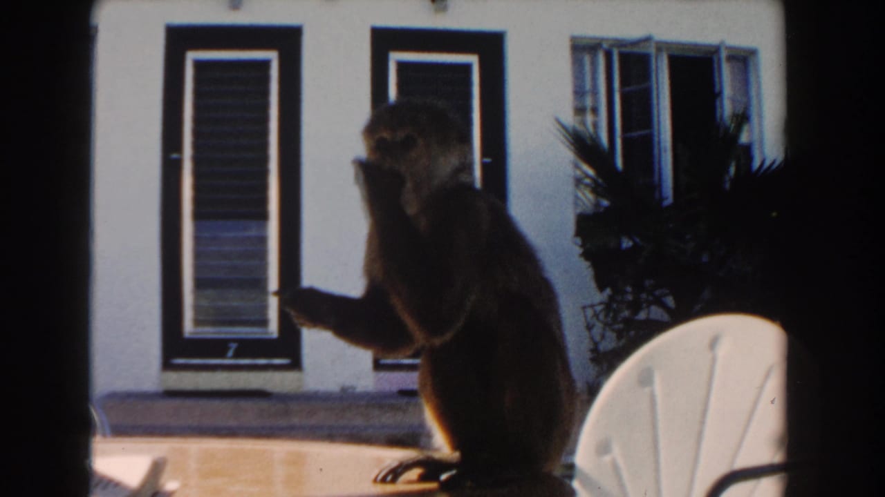 Monkey sitting on a patio table in front of a white building and dark-framed doors.