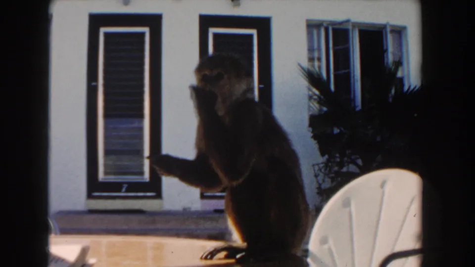 1960 Miami 8mm frame of a monkey seated on a patio table near a white facade, dark doors, open windows, plants, and a patio chair.