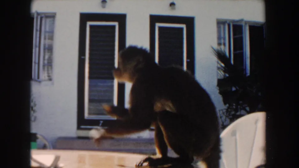 1960 Miami home-movie frame showing a monkey leaning on a patio table, with dark-framed doors, open windows, plants, and a white chair behind it.