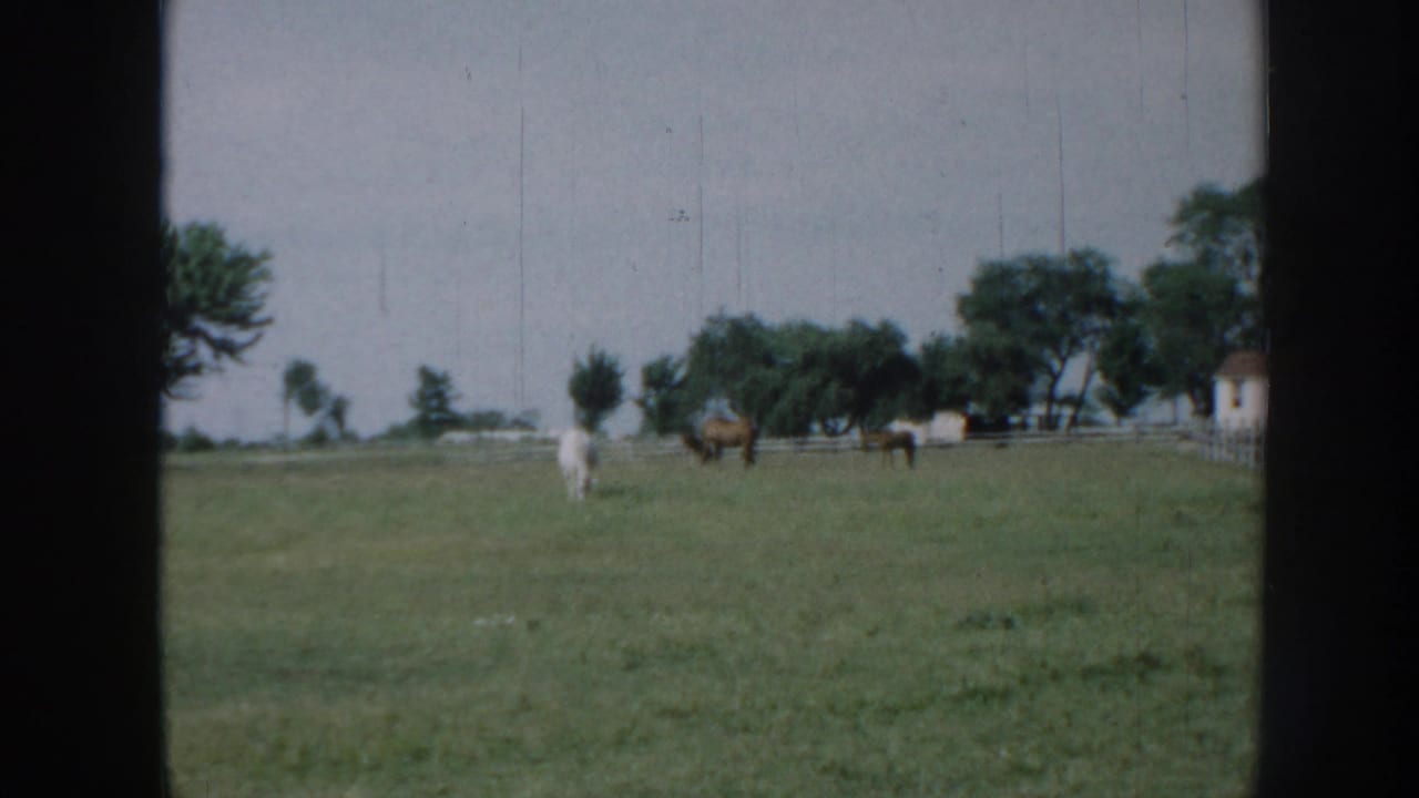 1958 Nebraska 8mm frame showing cows in a green pasture, trees on the horizon, a pale sky, and a small distant building.