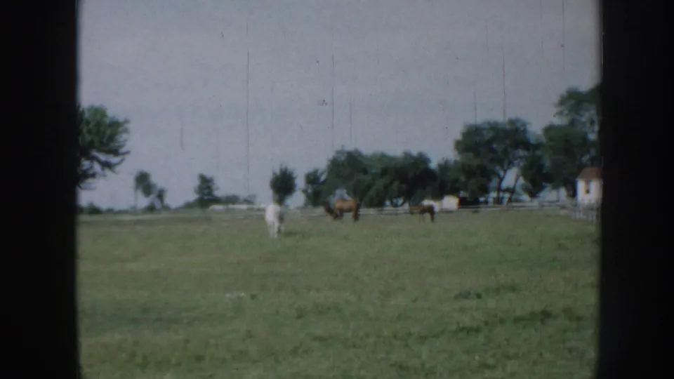 1958 Nebraska 8mm frame showing cows in a green pasture, trees on the horizon, a pale sky, and a small distant building.