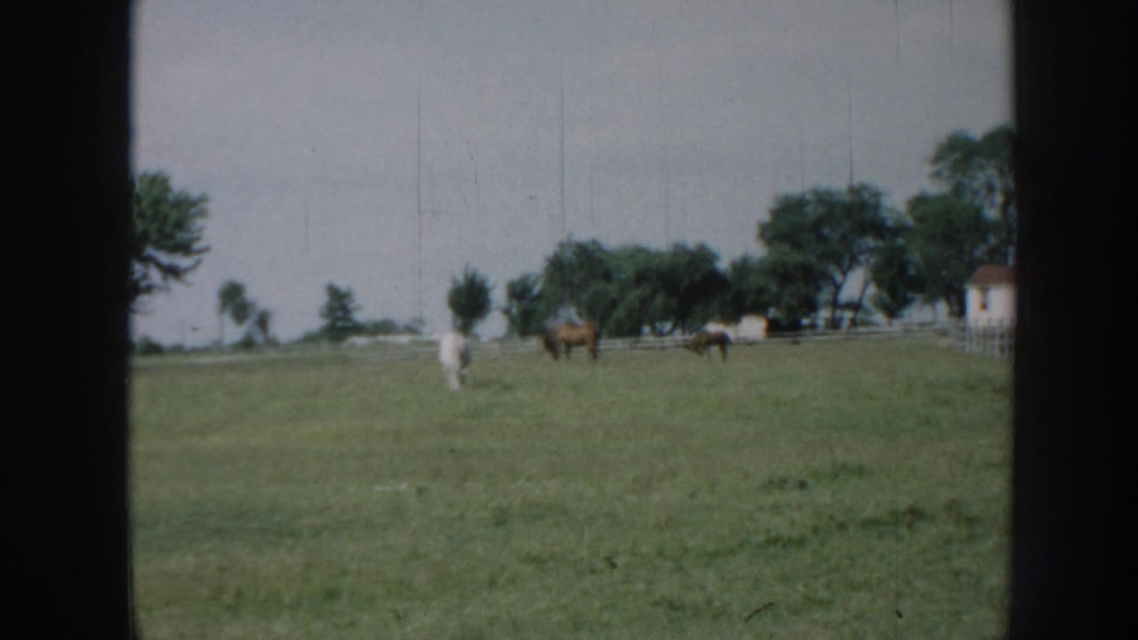 1958 Nebraska home-movie frame with cattle grazing in open grass, backed by trees, fencing, and a small light-colored building.