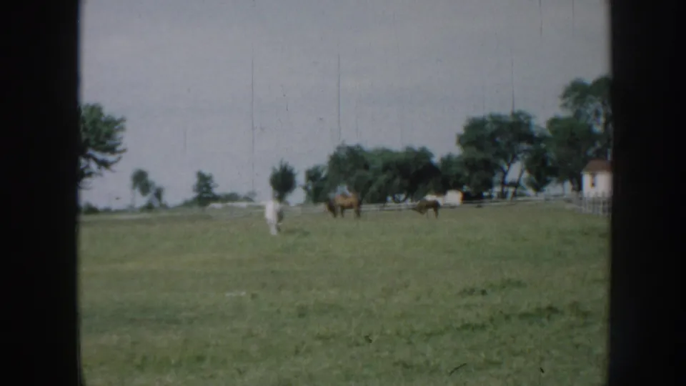1958 Nebraska home-movie frame with cattle grazing in open grass, backed by trees, fencing, and a small light-colored building.